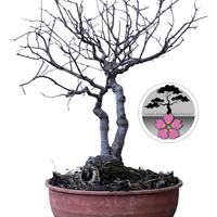 Bonsai olmo