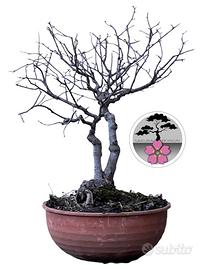 Bonsai olmo