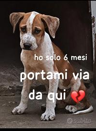 Arya cucciola pitbull 6 mesi