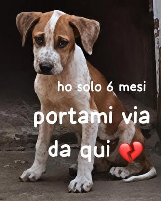 Arya cucciola pitbull 6 mesi