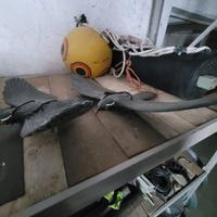 Uccelli spaventapasseri