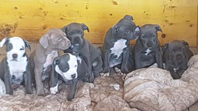 Cuccioli di pitbull disponibili
