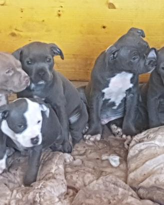 Cuccioli di pitbull disponibili