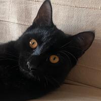 Dolcissimo gattino nero