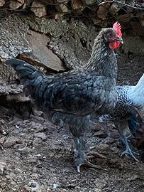 Marans