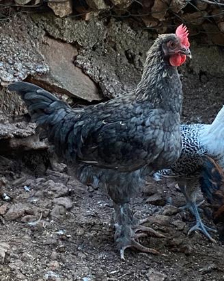 Marans