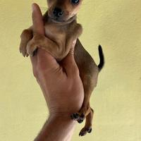 Cucciola di Pinscher colore rosso fuoco