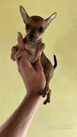 Cucciola di Pinscher colore rosso fuoco