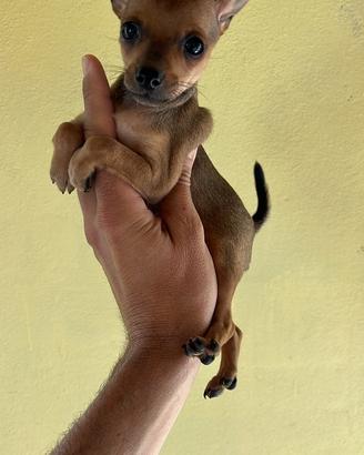 Cucciola di Pinscher colore rosso fuoco
