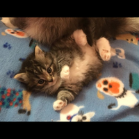 Cuccioli di gatto siberiano