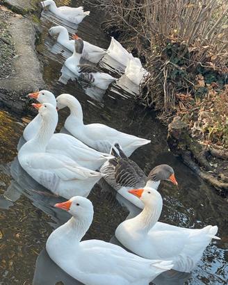 Oche del Campidoglio