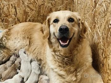 Golden Retriever inglesi