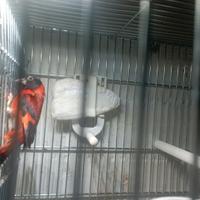 Cardinalino del Venezuela + Canarina Gloster