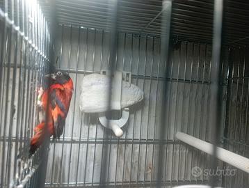 Cardinalino del Venezuela + Canarina Gloster