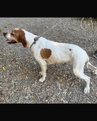 Pointer