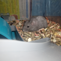 Cricetini russi molto socievoli