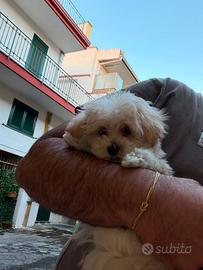 Maltipoo Mini Toy