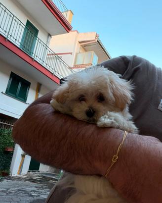 Maltipoo Mini Toy