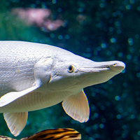 ATRACTOSTEUS SPATULA, platinam gar