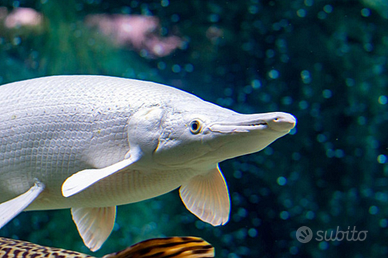 ATRACTOSTEUS SPATULA, platinam gar