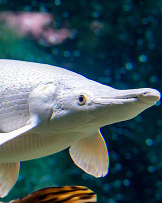 ATRACTOSTEUS SPATULA, platinam gar