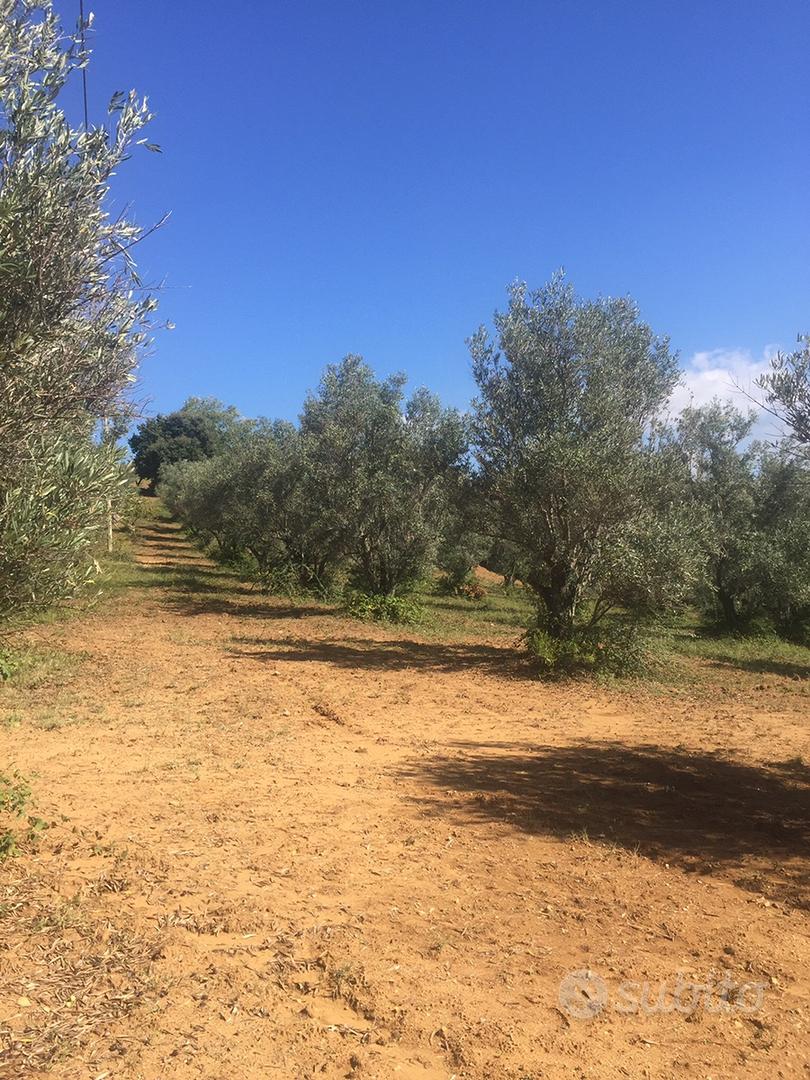 Terreno Agricolo di 10 Ettari Uliveto Sem.e Bosco - Vista 3
