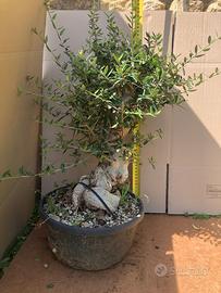 Bonsai varie specie