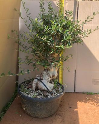 Bonsai varie specie