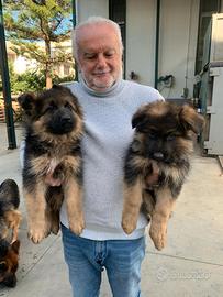 Cuccioli pastore tedesco a pelo lungo focati