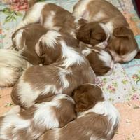 Cavalier king
