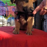 Cuccioli maschi e femmine taglia contenuta