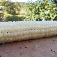 Semi di mais biancoperla