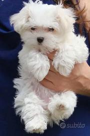 maltipoo toy 