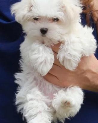 maltipoo toy 