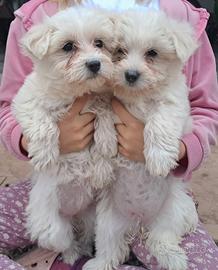 Cucciole di Maltese