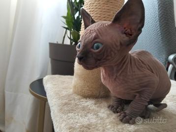 Gattini Sphynx