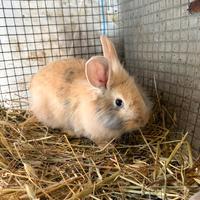 Conigli testa di leone