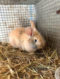 Conigli testa di leone