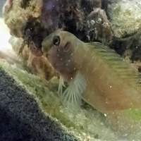 Acquariofilia marina