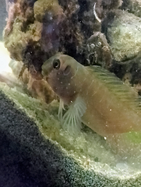 Acquariofilia marina