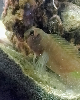 Acquariofilia marina