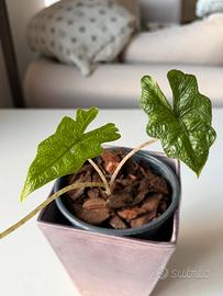 Alocasia Jacklyn (baby)