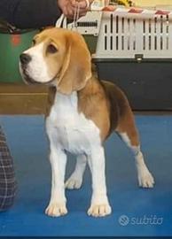Regaliamo beagle adulti
