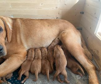 Labrador Retriever PEDIGREE ENCI