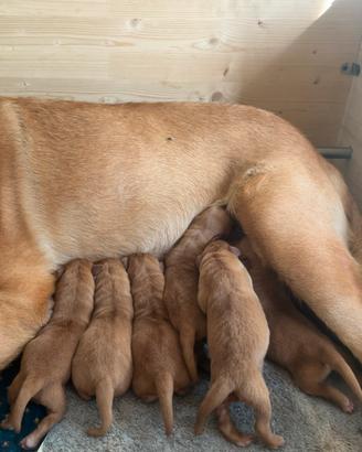 Labrador Retriever PEDIGREE ENCI