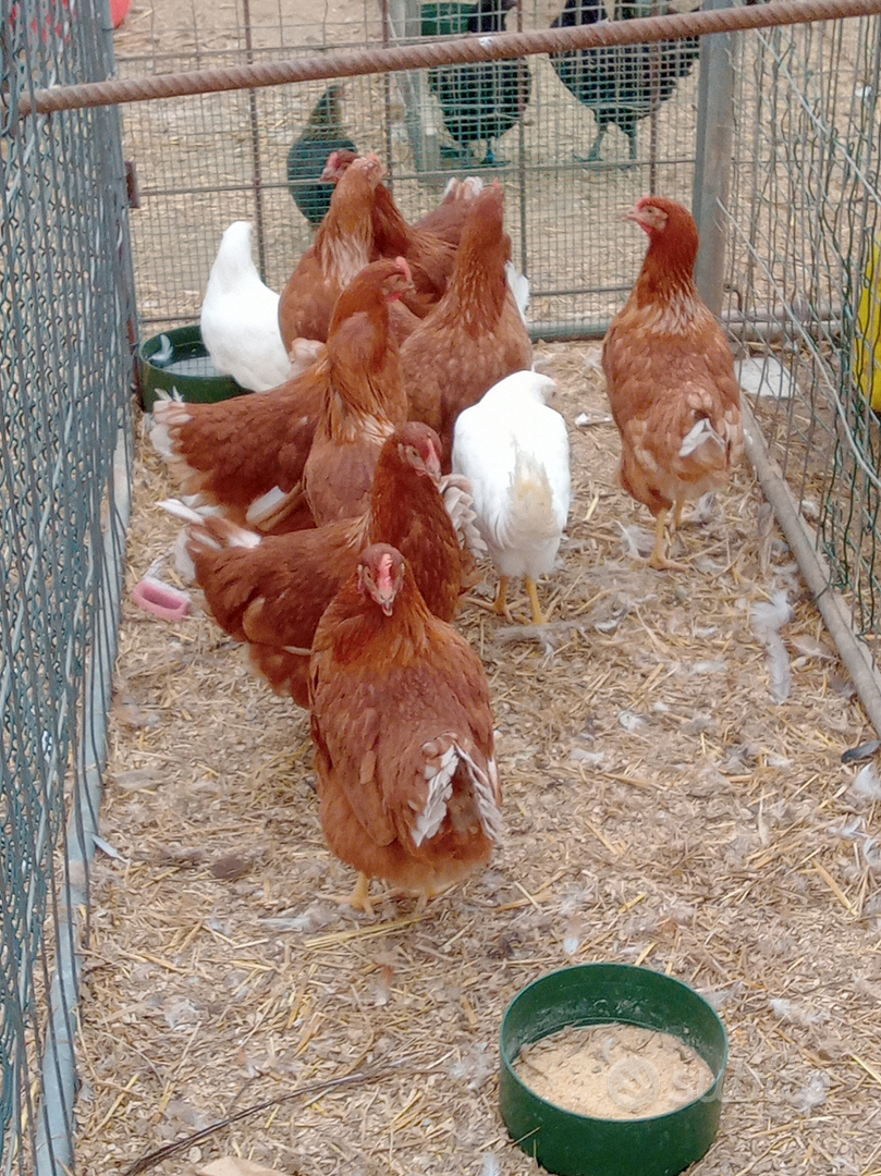 Galline ovaiole - Animali In vendita a Varese