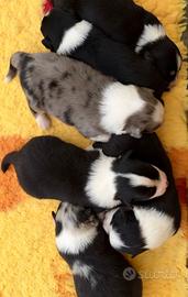 cuccioli pastore australiano