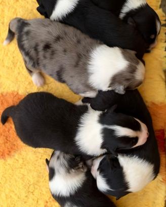 cuccioli pastore australiano