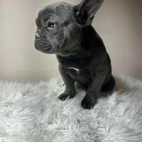 Bulldog francese cucciola blu
