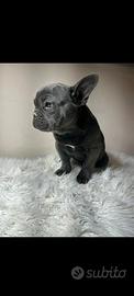Bulldog francese cucciola blu